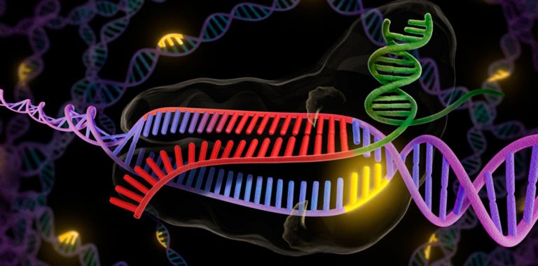В Китае проведут первые испытания технологии CRISPR на людях