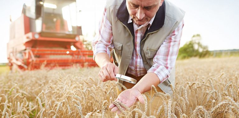 Спрей для агрокультур повышает урожайность пшеницы на 20%