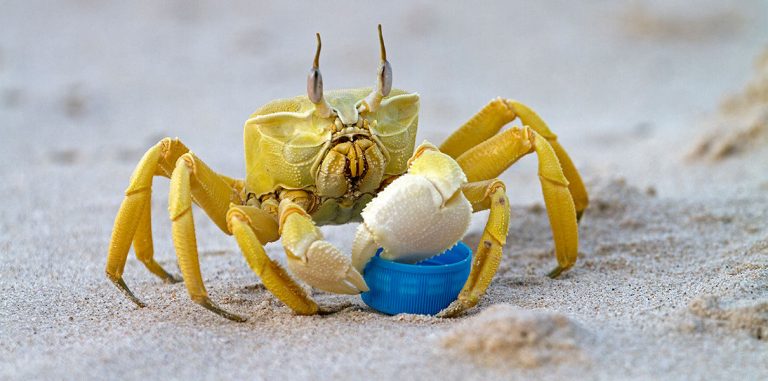 40 крупнейших корпораций мира договорились меньше мусорить