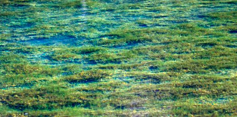 Водоросли выжили после 16 месяцев в открытом космосе