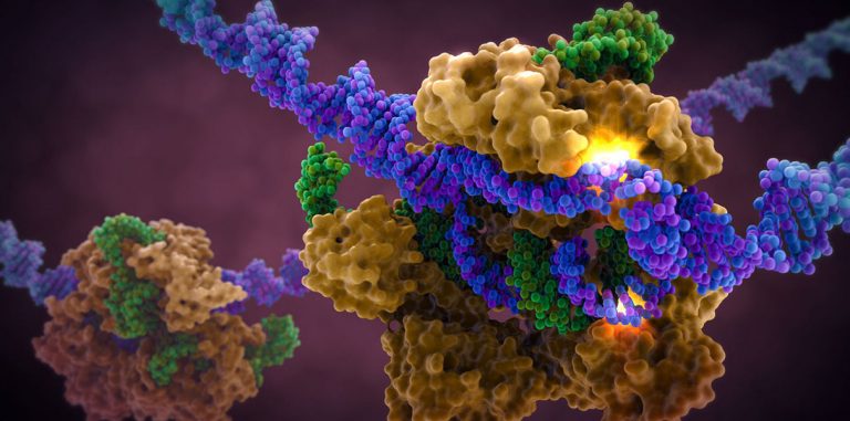 Ученые применили CRISPR для лечения старческой слепоты