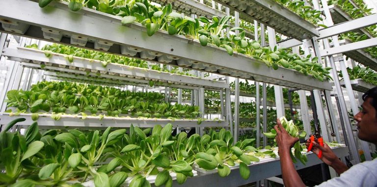 Вертикальные фермы Plenty дают в 350 раз больше урожая