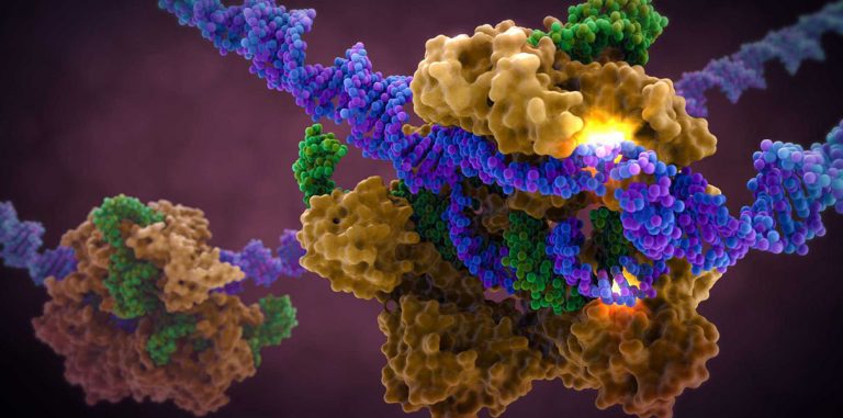 Технология CRISPR вызывает сотни незапланированных мутаций в геноме