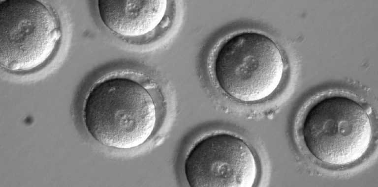 CRISPR приведет к созданию «дизайнерских младенцев»