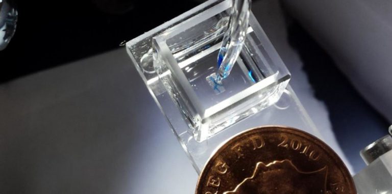 Оксфордские ученые открыли новый метод 3D-печати живых тканей