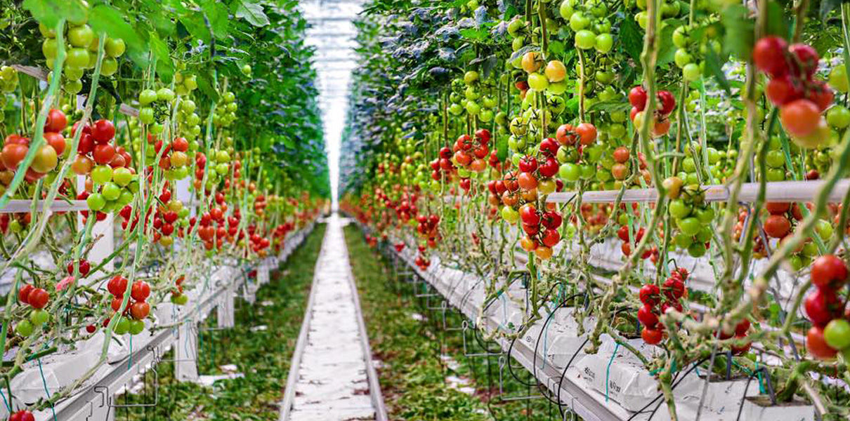 выращивание овощей без земли