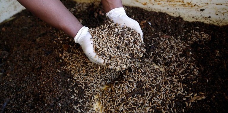 Entocycle разводит съедобных личинок