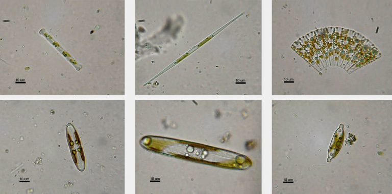 Водоросли помогли улучшить органические солнечные элементы