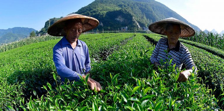 Глава Dilmah: «Роботы заменят 13 млн сотрудников чайной индустрии»