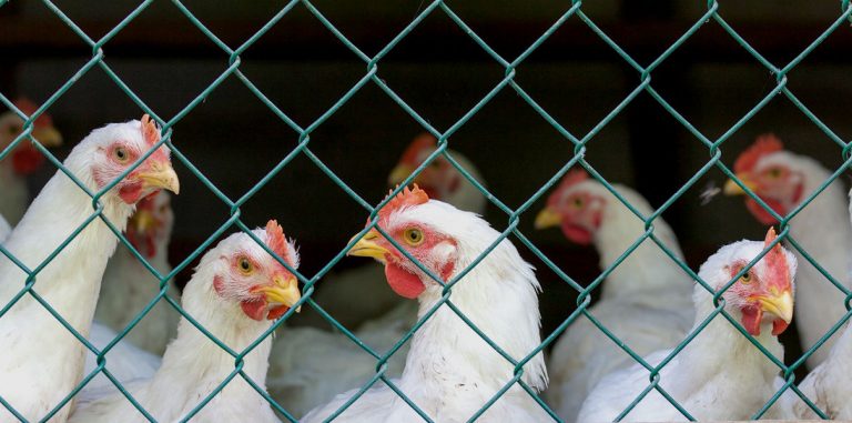 ИИ-сервис GoGo Chicken позволяет отследить жизненный цикл будущей еды