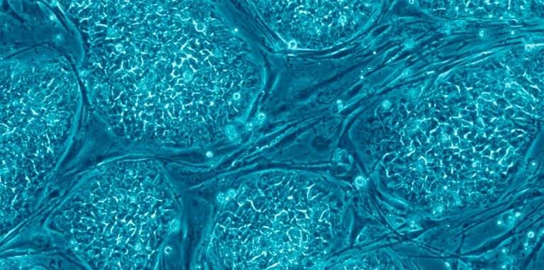 Ученым впервые удалось создать стволовую клетку при помощи CRISPR