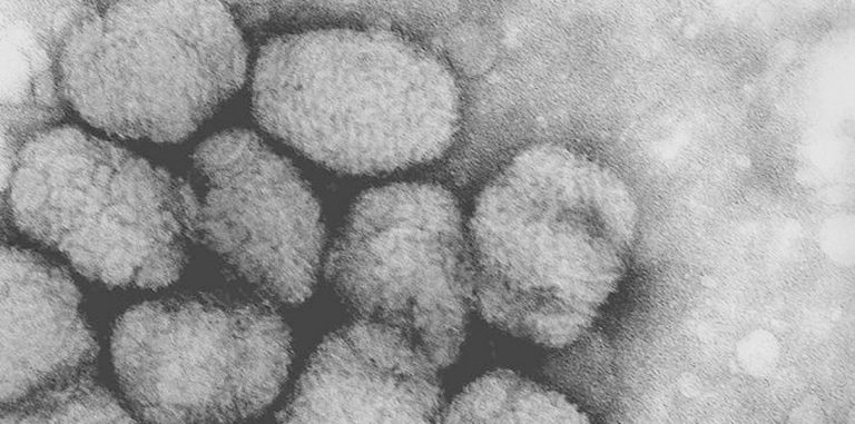 Опубликована научная статья с инструкцией по созданию вируса оспы