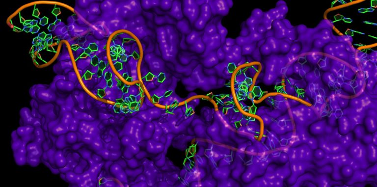 Канадские ученые значительно увеличили эффективность CRISPR