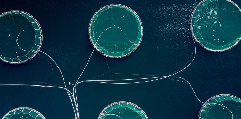 Как лазеры и роботы меняют рыбоводческие фермы