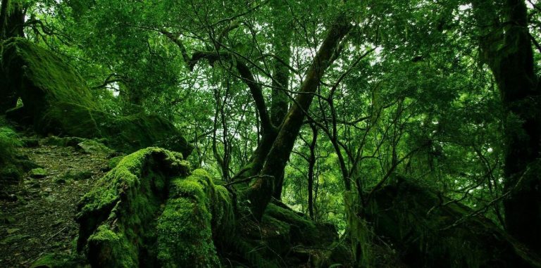 Соцсеть iNaturalist выпустила приложение Seek для распознавания растений и животных по фотографии