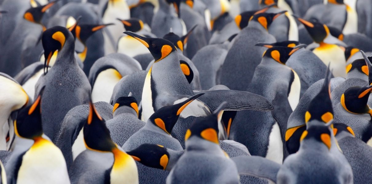 Популяция птиц. Колония королевских пингвинов. Гнездовые колонии пингвинов. Королевский Пингвин много.