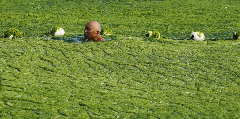 Появилось устройство, которое прогнозирует вредное цветение водорослей
