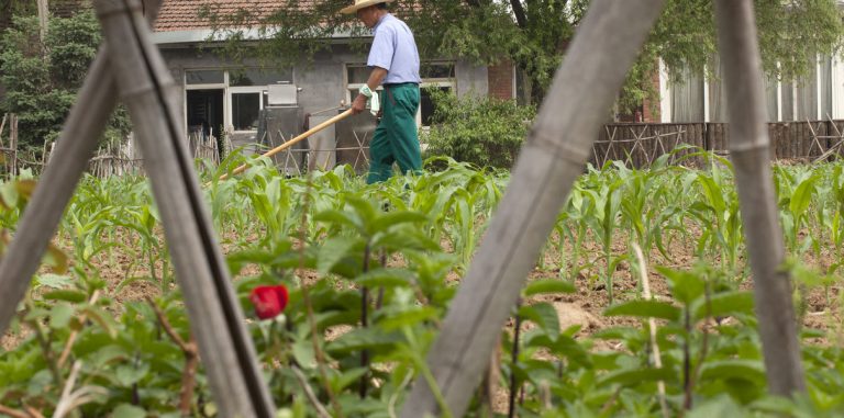 Приложение по продаже овощей и фруктов в рестораны Veggie привлекло $600 млн при оценке в $7 млрд