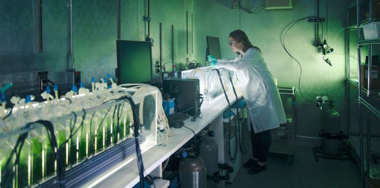 Исследование: через пять лет биотопливо станет главным возобновляемым источником энергии