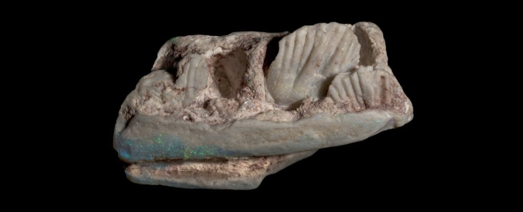 Найденные в Австралии опалы оказались черепами ранее неизвестных динозавров