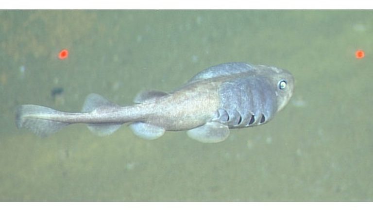 Познакомьтесь с кошачьей акулой Cephalurus cephalus, живущей в бескислородных зонах океана. Раньше считалось, что это невозможно!