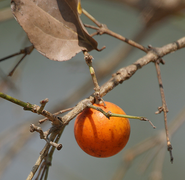 Strychnos_nux-vomica_in_Kinnarsani_WS_AP_W_IMG_6016.jpg