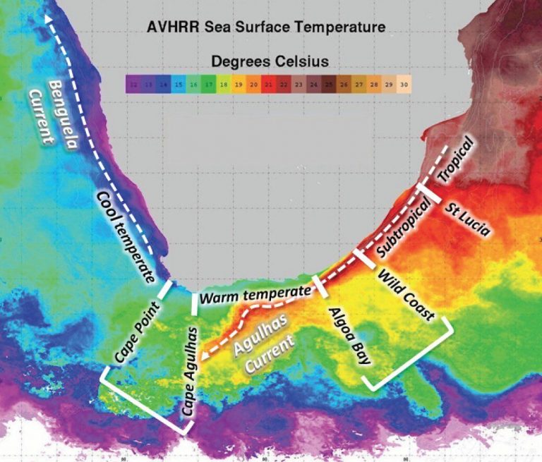 Разница температуры воды приведет к появлению новых видов морских существ