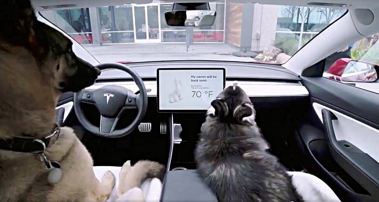 Tesla представила специальный режим для собак, оставленных в электрокаре. Для них будут включаться кондиционер и играть любимая музыка!