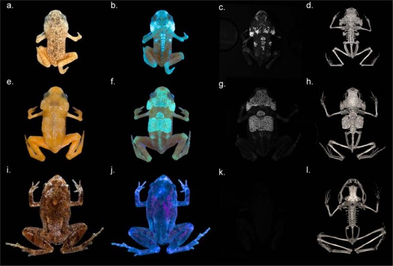 Посмотрите на очень редких жаб Brachycephalus ephippium, у которых светится скелет