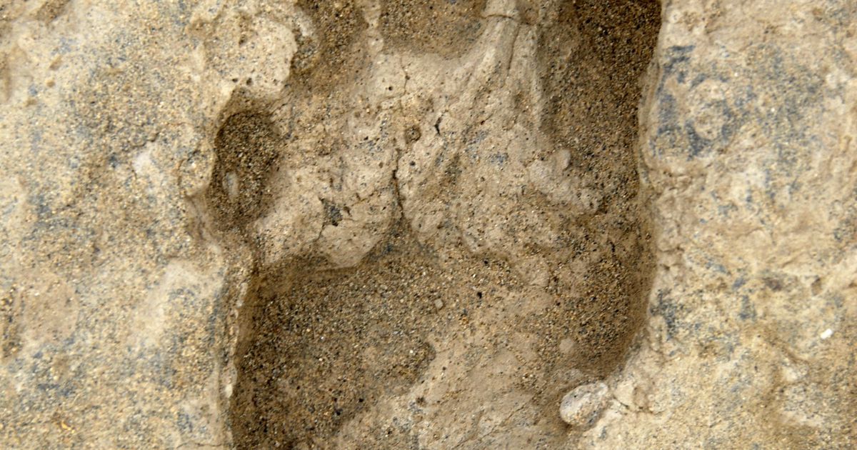 Ученые подтвердили, что нашли самый древний след человека в Америке