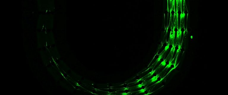 Инженеры создали ДНК-роботов, которые едят, эволюционируют и умирают