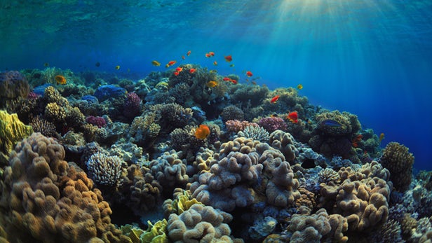 Анализ ДНК воды поможет определить состояние здоровья кораллов