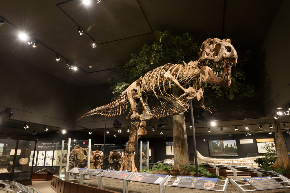 Единственный сохранившийся скелет детеныша тираннозавра рекс выставили на  eBay за $3 млн