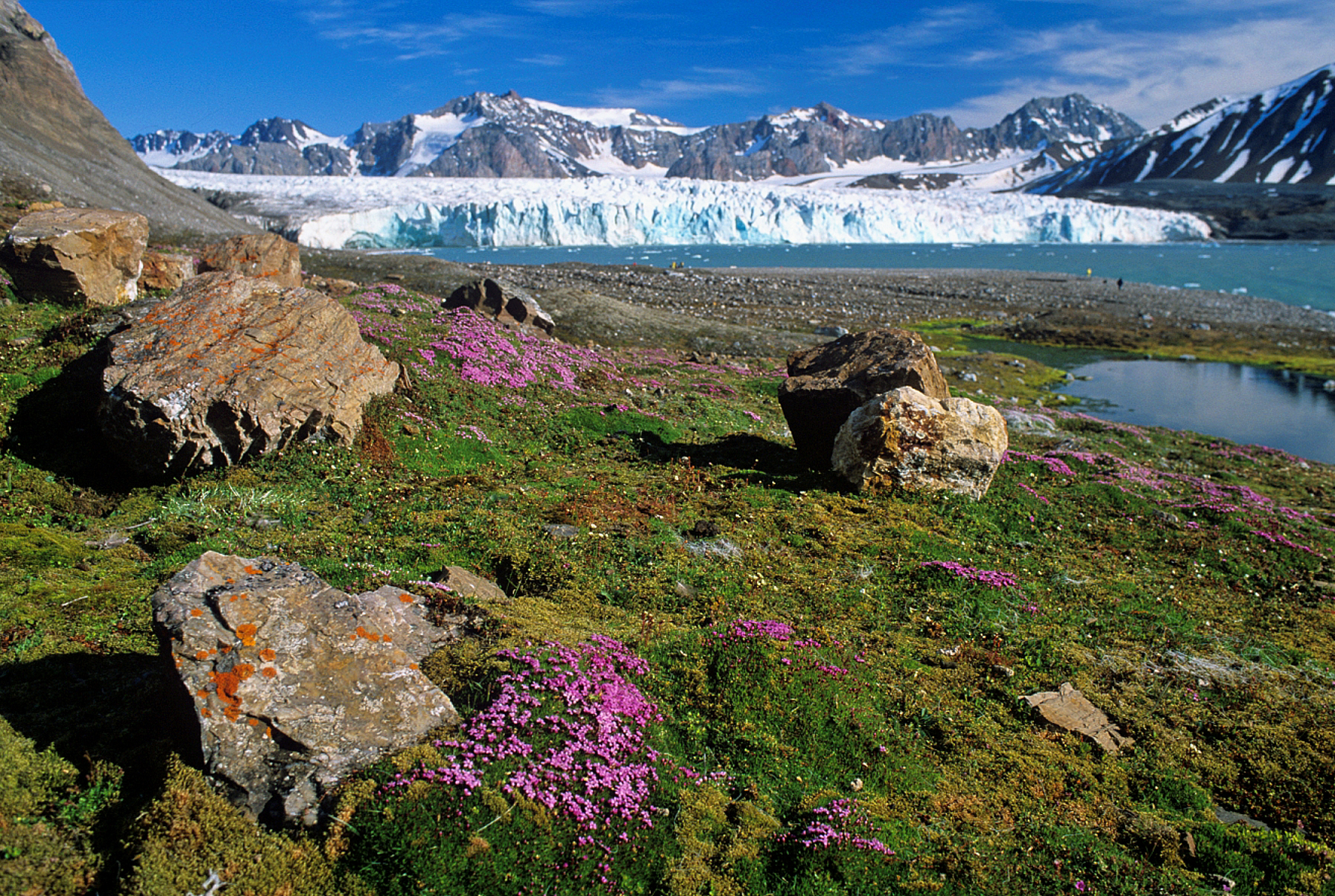 Арктические и антарктические растения. Шпицберген тундра. Кольский полуостров и Таймыр. Природа острова Шпицберген.