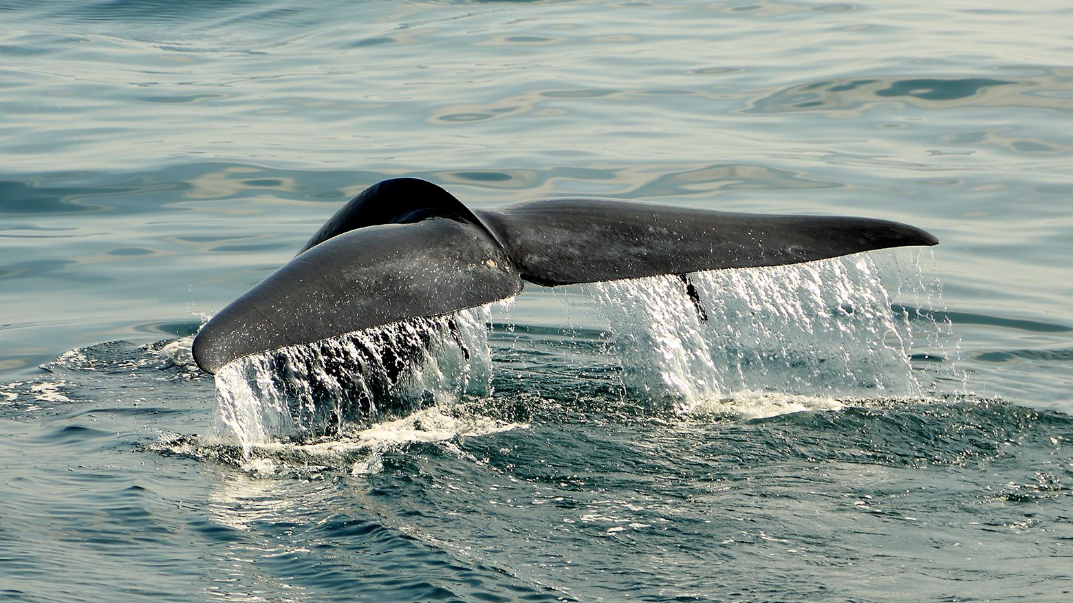 сколько в длину член кита фото 91