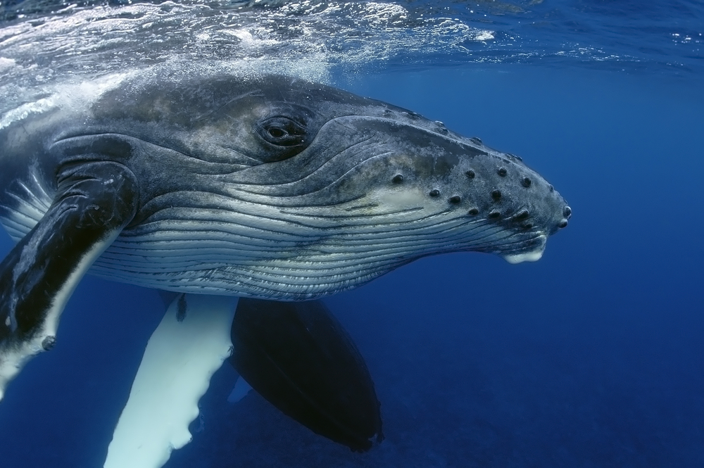 В каких странах до сих пор убивают китов и зачем это делают.