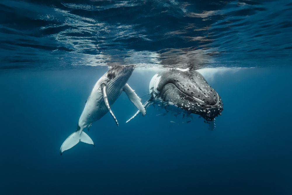 охота на голубых китов