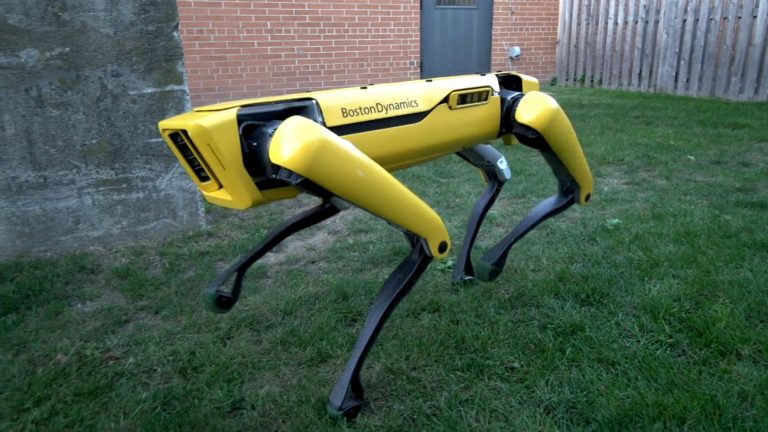 Посмотрите, как робособака от Boston Dynamics играет с настоящей овчаркой