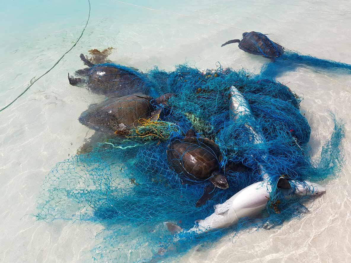 Sharks and rays 'starved and suffocated' by plastic debris and