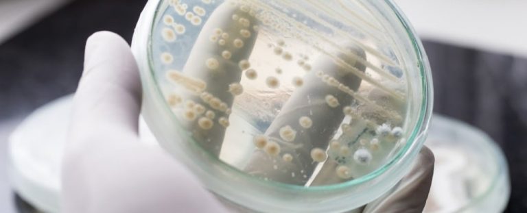 Изменение климата может привести к появлению грибов рода Candida, устойчивых к лекарствам