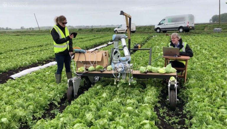 Инженеры создали робота Vegebot для уборки салата. Он найдет спелые кочаны даже в туман и дождь!