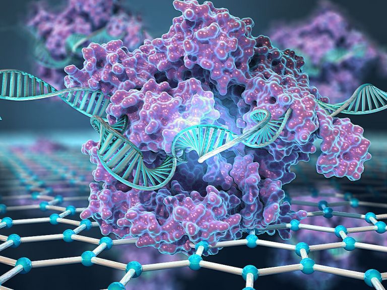 CRISPR теперь может разрезать и соединять целые хромосомы