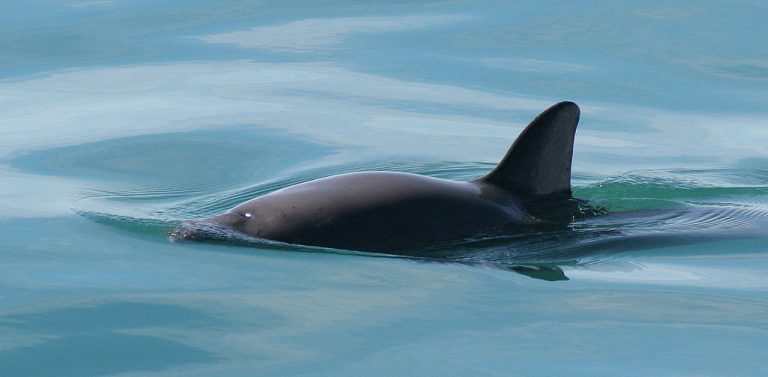 Популяция морских свиней вакита сократилась до 19 особей. За 8 лет погибли 99% представителей вида