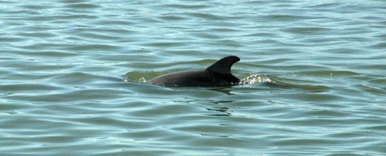 Дельфины от морской воды получили устойчивость к нескольким типам антибиотиков