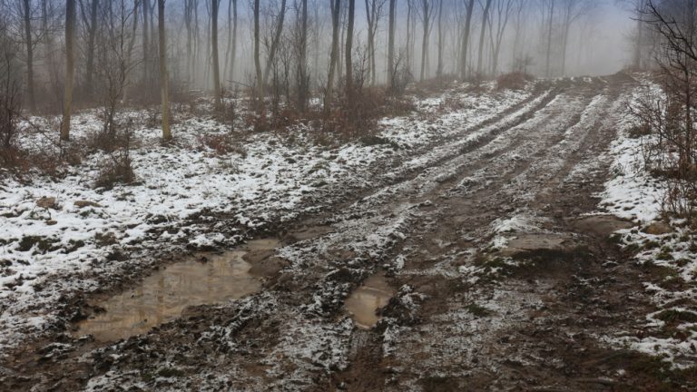 Зима больше не близко: в северных лесах резко сократилось количество морозных и снежных дней