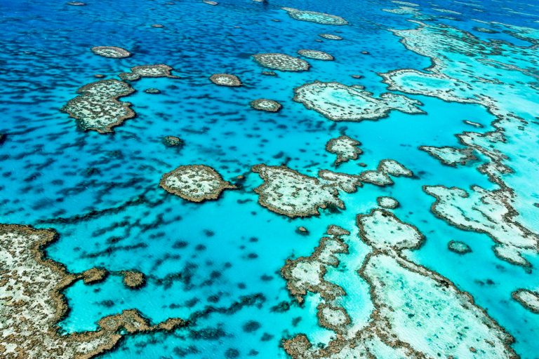 Ученые впервые наблюдали за восстановлением кораллов в море. Раньше считалось, что это невозможно!