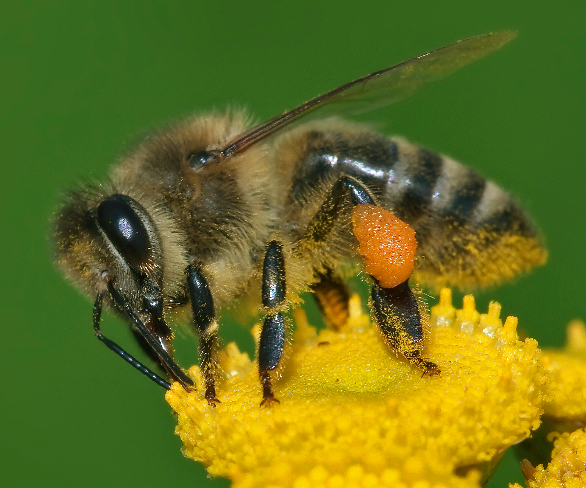 Исследование: линии электропередач делают пчел агрессивными и необучаемыми