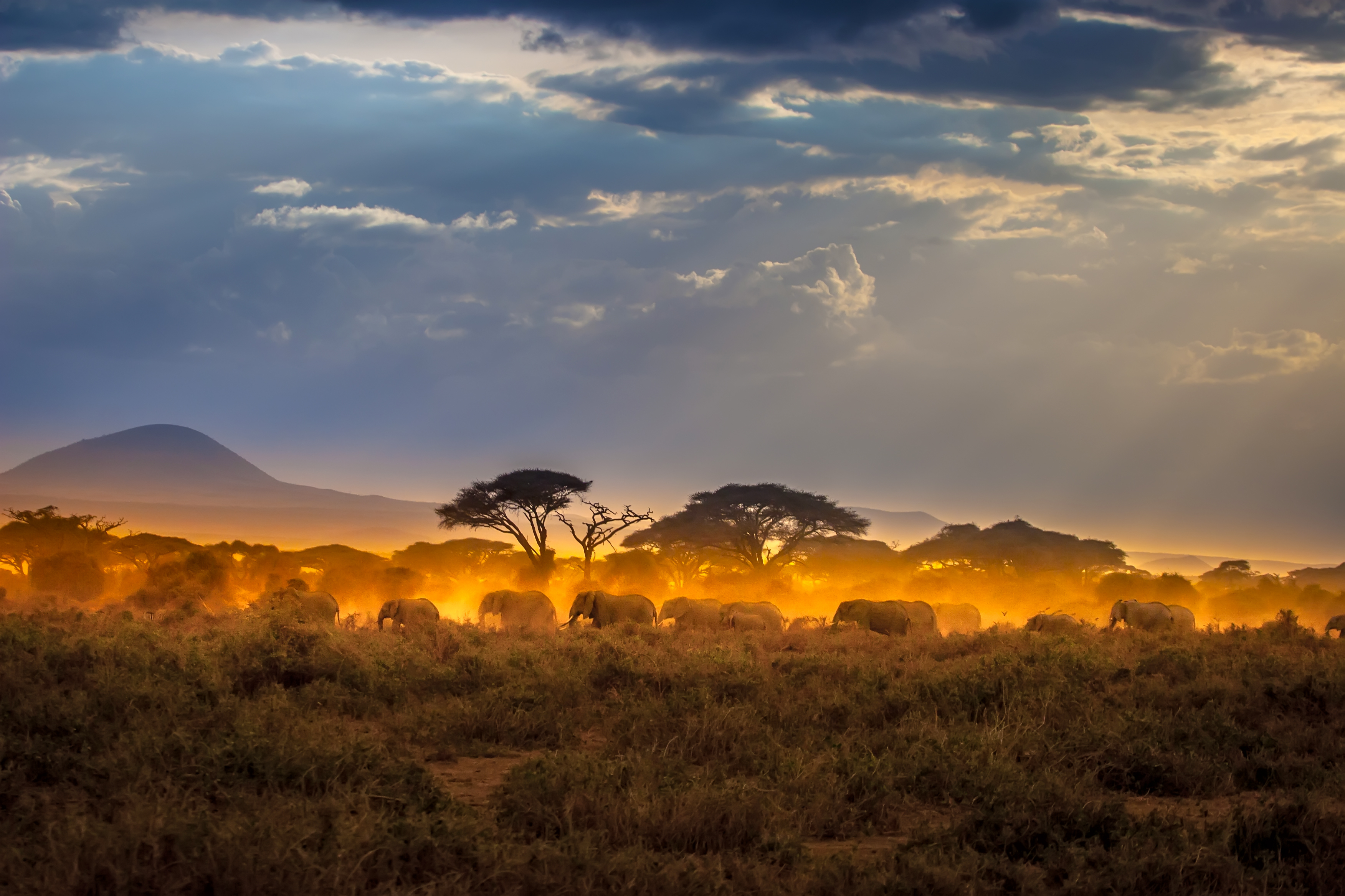 Africa. Равнины Африки. Африка панорама. Саванна равнина. Африканские пейзажи панорама.