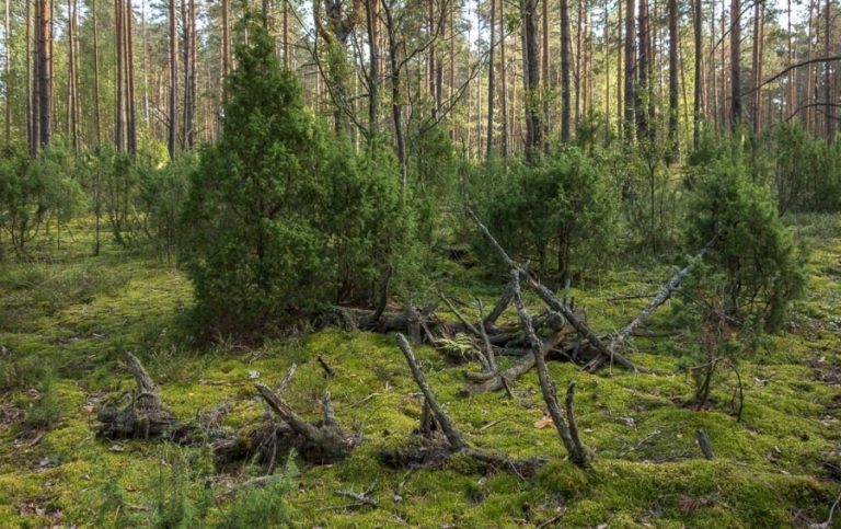 Компьютерная модель смогла объяснить почему хвойные устойчивы к засухам