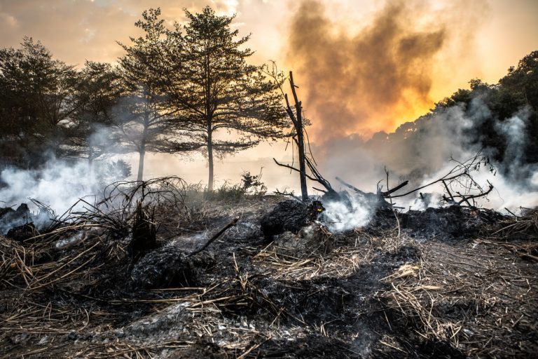 В игре «Посади лес» пользователи смогут сажать реальные деревья
